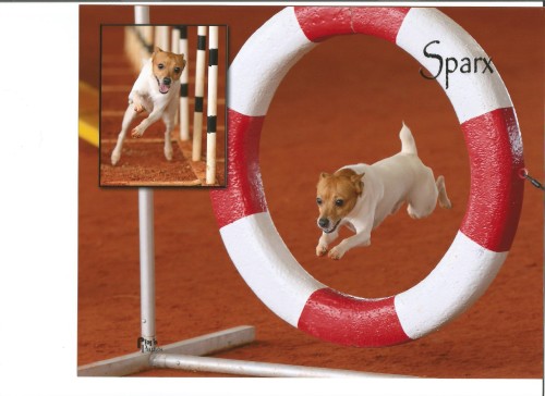 Sparx doing agility 001